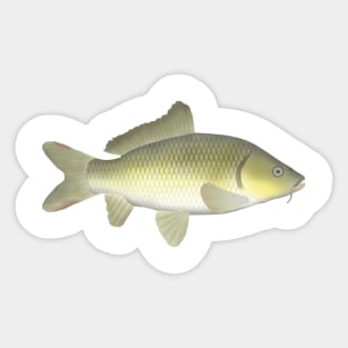 Amur Carp Sticker